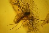 Detailed Fossil Flies, Spider and Beetle in Baltic Amber #128317-4